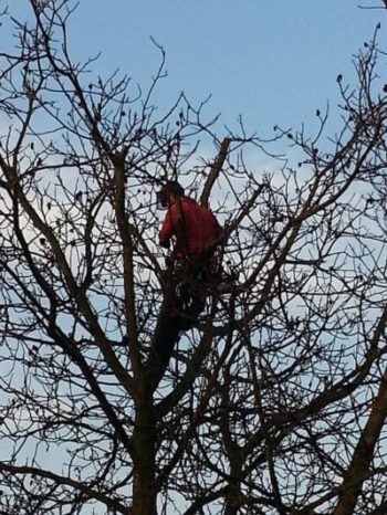 Bomenier Dries snoeit hier een fruitboom in winterrust. Snoeiwerk is niet standaard winterwerk.